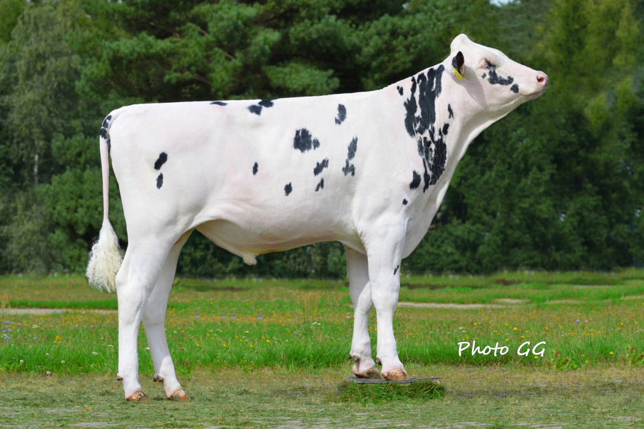 Danko Zoom ciągle stoi na piedestale polskiej hodowli bydła rasy PHF odmiany HO, zdjęcie: WCHiRZ