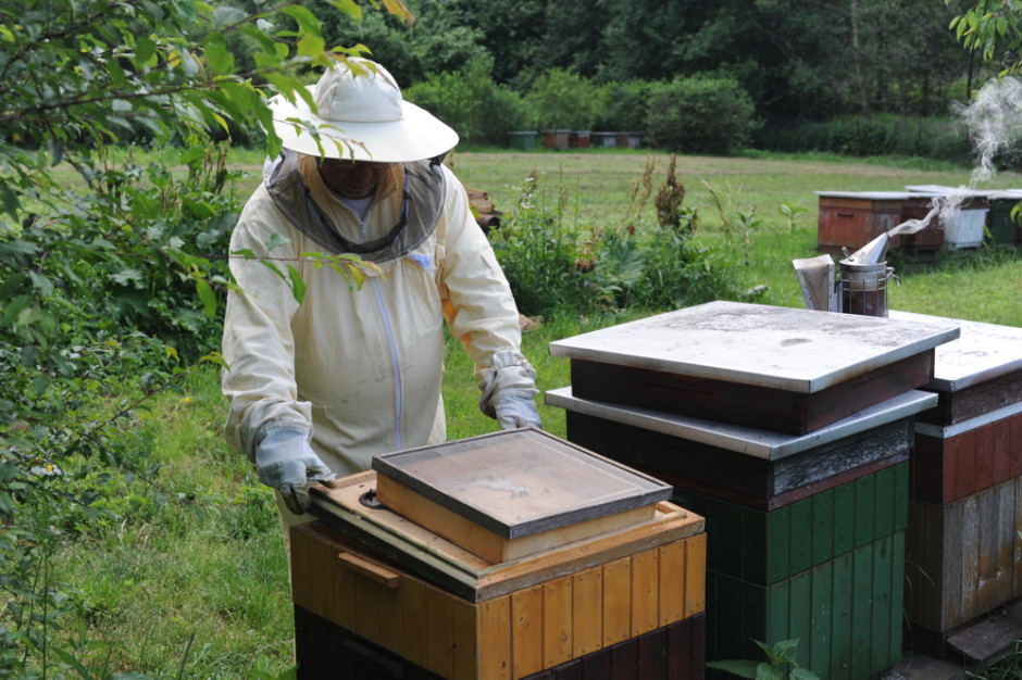 Od początku roku w Łódzkiem potwierdzono już 11 ognisk zgnilca amerykańskiego pszczół Fot.Shutterstock