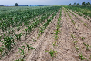 Uszkodzona kukurydza – powód?