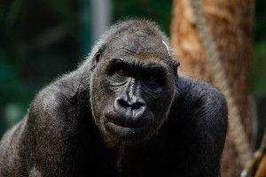 USA: Ogrody zoologiczne zaszczepią zwierzęta przeciwko Covid-19