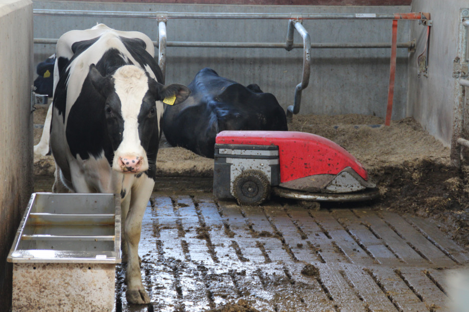 Kwaśny bufor powinien być nieodzownym składnikiem w żywieniu bydła mlecznego