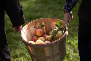 Na jakie odmiany jabłek warto postawić, aby zwiększyć zysk?