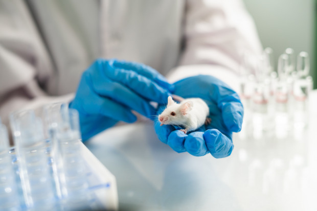 Rosja: Test na przeciwciała koronawirusa dla zwierząt