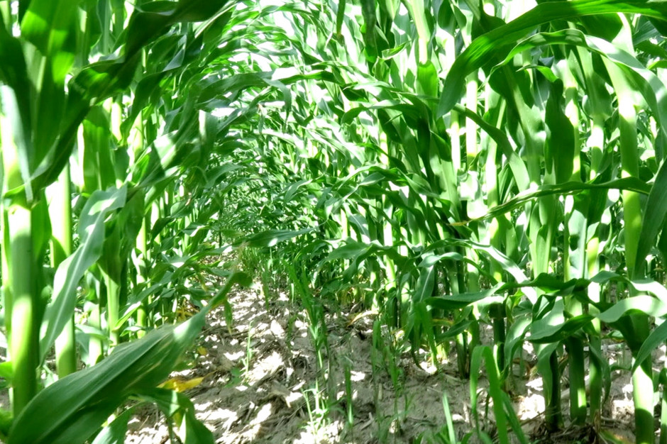 W ramach „Dni Pola z Farmerem - 2021” na Mazowszu, przyglądamy się kukurydzy w systemie bezpłużnej uprawy gleby