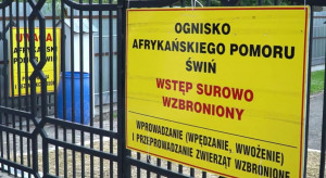 Hodowcy w strefie ASF: Zostaliśmy bez pomocy, a straty są ogromne