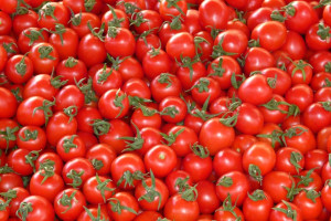 Złodziej ukradł 600 kg pomidorów