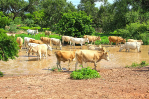 Nigeria: złodzieje bydła zabili 35 mieszkańców wiosek