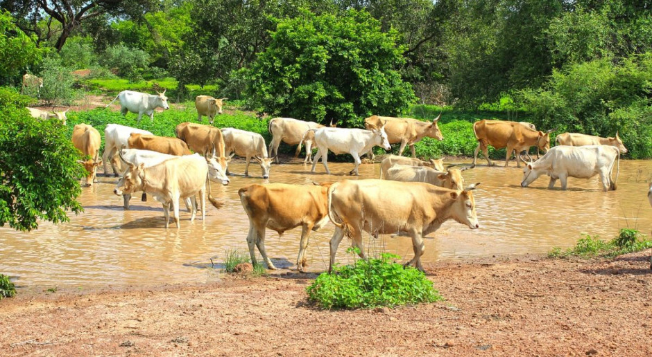 Nigeria: złodzieje bydła zabili 35 mieszkańców wiosek
