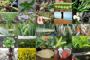 Międzynarodowy Rok Zdrowia Roślin - podsumowanie
