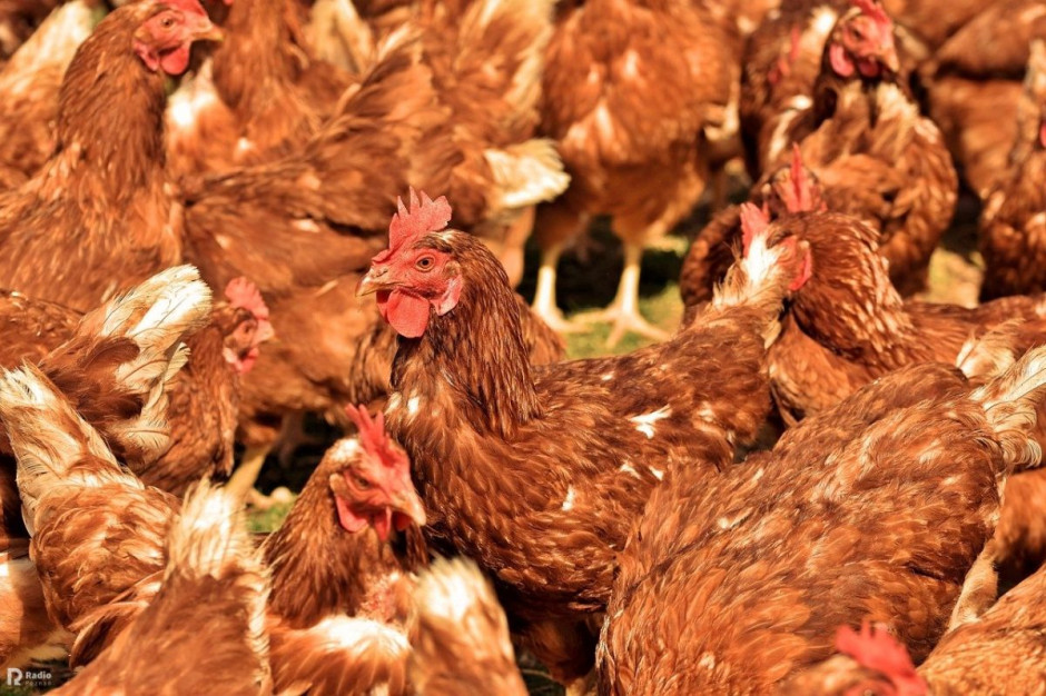 Rolnik pogrzebał na swojej fermie kilkanascie tysięcy kurczaków, Foto: Pixabay
