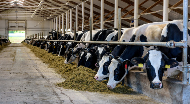 Rolnicy hodują coraz mniej krów mamek w Danii