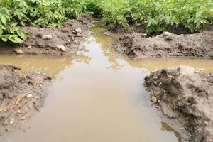 Burze i deszcze nawalne niszczą uprawy polowe