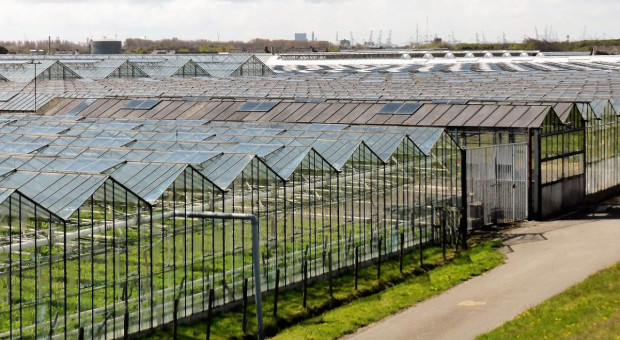 Holandia: coraz mniej chętnych z Europy Wschodniej do pracy w rolnictwie i ogrodnictwie