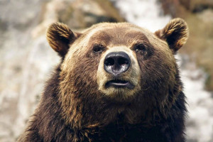 Bieszczady: Wójt Czarnej ostrzega przed niedźwiedziem w Olchowcu