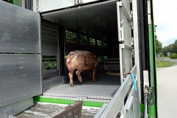 Ciężarówka wioząca świnie wypadła z drogi