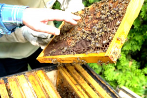 Zatruto miliony pszczół - śledztwo umorzono
