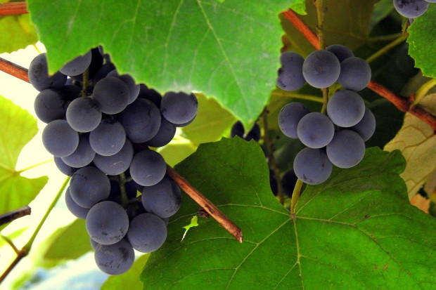 Zachodniopomorskie: Coraz więcej winnic w regionie