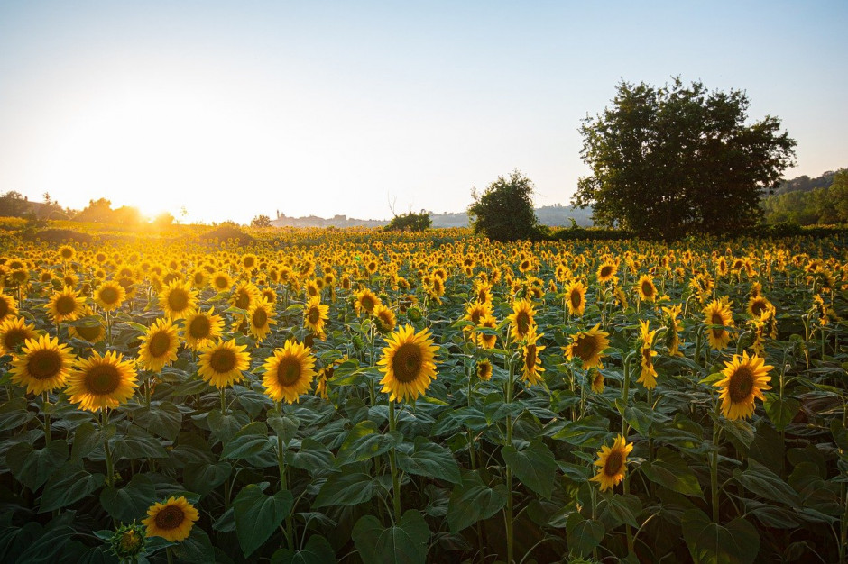 Według serwisu analityczno-informacyjnego APK-Inform, ukraińskie olejarnie przerobiły około 11,2 mln ton słoneczników w ciągu pierwszych dziewięciu miesięcy sezonu gospodarczego 2020/2021; Fot pixabay.com