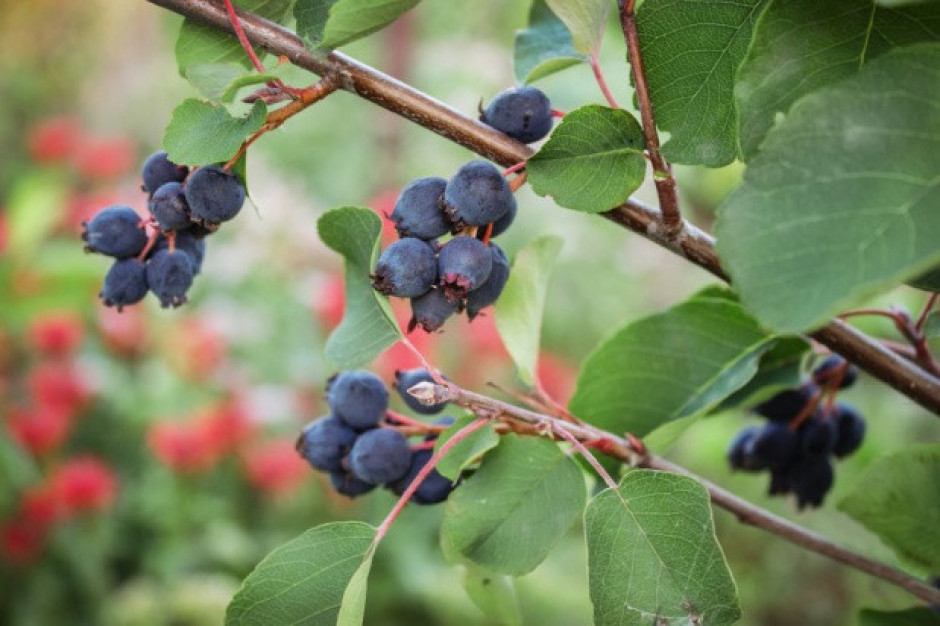 Świdośliwa jest nowym gatunkiem krzewów owocowych uprawianych w Polsce,  fot. shutterstock