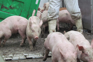 Nielegalny obrót zwierzętami i niezakolczykowane świnie - to również ryzyko ASF