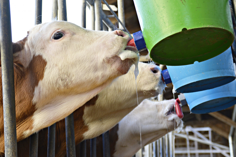Najpowszechniejszym sposobem na uczynienie mleka odpadowego nieco bezpieczniejszym jest jego pasteryzacja, fot. Shutterstock