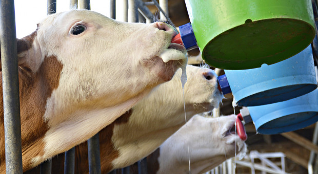 Termiczne metody „uzdatniania” mleka niehandlowego