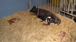 Caring for a cow in the postpartum period