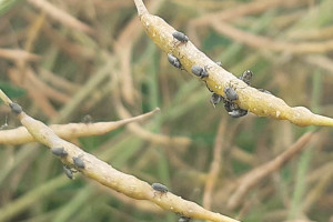 Oblepiony szkodnikami rzepak - dziesiątki chrząszczy na 1 roślinie