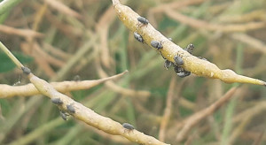 Oblepiony szkodnikami rzepak - dziesiątki chrząszczy na 1 roślinie