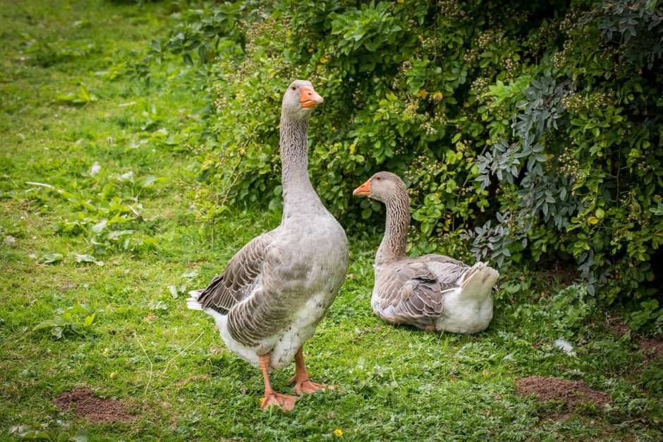 W Hiszpanii w 2020 r. w gospodarstwach ekologicznych tuczono m.in. 1,6 mln sztuk drobiu; Fot pixabay.com