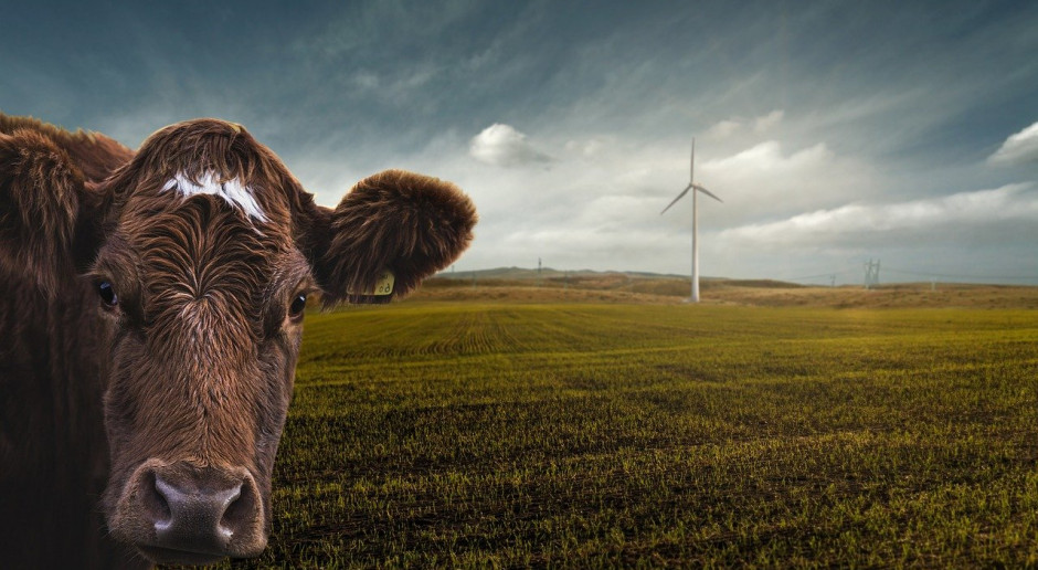 Niemcy: Rośnie liczba gospodarstw z ekologiczną hodowlą zwierząt
