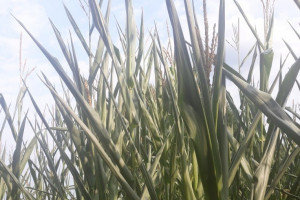 Kukurydza zwija liście - w jednych regionach susza, w innych deszcze nawalne