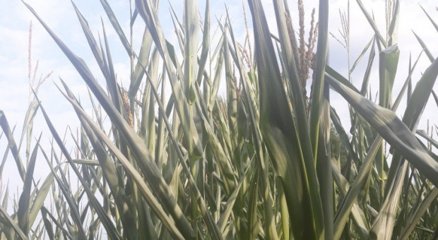 Kukurydza zwija liście - w jednych regionach susza, w innych deszcze nawalne