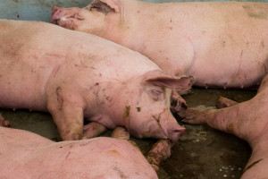Niderlandy: Program redukcji pogłowia świń poniżej oczekiwań