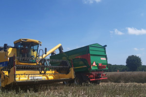 Żniwa 2021: Rzepak w skupach od 2200 do 2380 zł/t netto