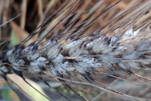 Czerń zbóż, fuzarioza kłosów i porastanie – czy wpłyną na jakość ziarna?