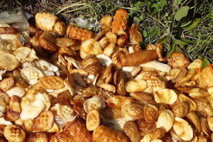 Kilogramy oscypków wyrzucone w lesie w Bieszczadach