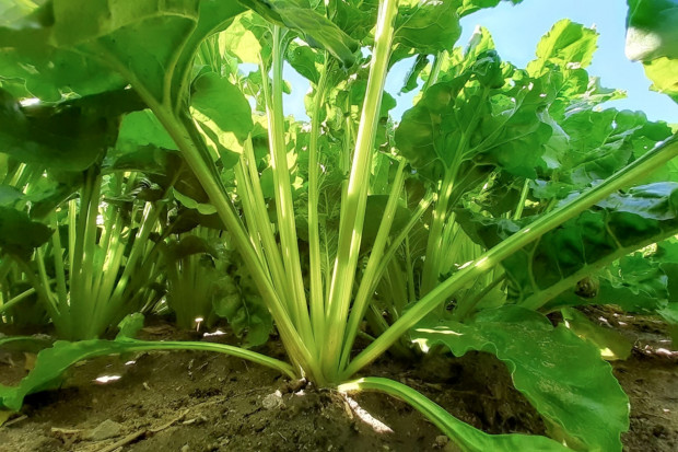 Stan upraw buraka cukrowego w 7 rejonach plantacyjnych