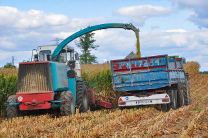 Czy warto ciąć  wyżej kukurydzę kiszonkową?