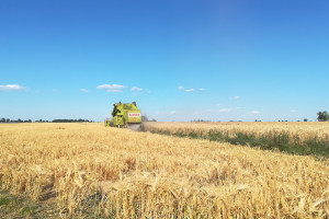 Burzliwe notowania zbóż na światowych giełdach