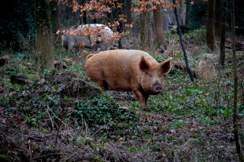 Co sprawia, że dzikie świnie są tak “emisyjne”?, fot. Nick Fewings/ Unsplash.com/ Euractiv.pl