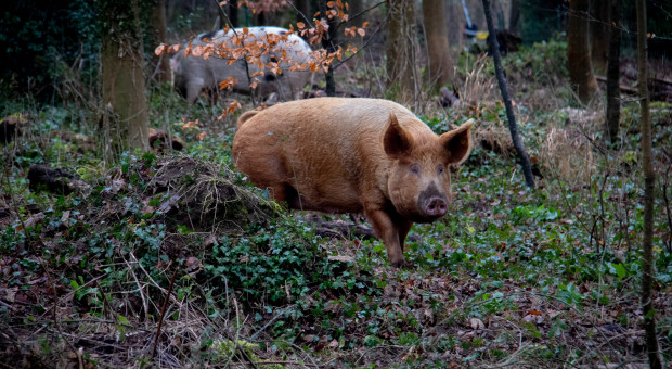 Dzikie świnie produkują w ciągu roku tyle dwutlenku węgla, co ponad milion samochodów