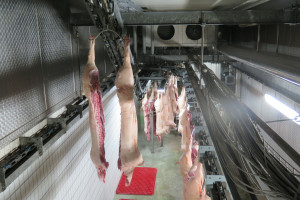 Chiński rynek wieprzowiny: Nowe przepisy ubojowe mają uporządkować branżę