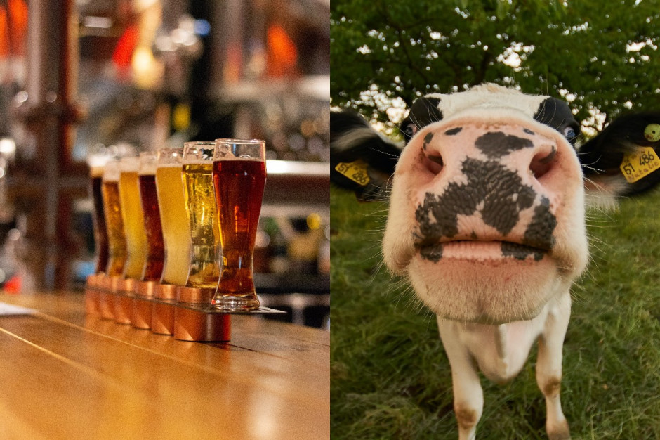 Co ma piwo wspólnego z paszą dla zwierząt? fot. kolaż PTWP/ Unsplash