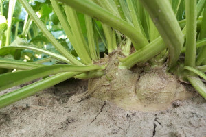 Stan plantacji buraka cukrowego: Burak buduje biomasę, opady mu sprzyjają