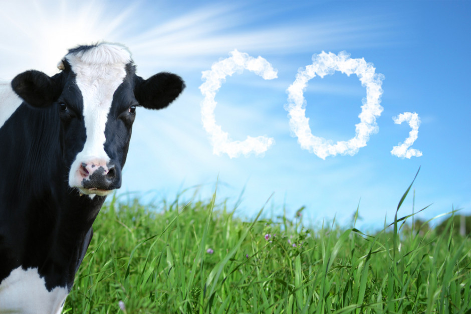 Na podstawie nowszych danych wymogami dotyczącymi emisji przemysłowych  może być objętych  67,740 tys. hodowców bydła zamiast 84 tys. jak zakładano; Fot. Shutterstock