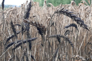 Kłosy zbóż czernieją, coraz większe ryzyko porastania ziarna