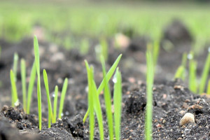Ochrona herbicydowa zbóż – jesień 2021