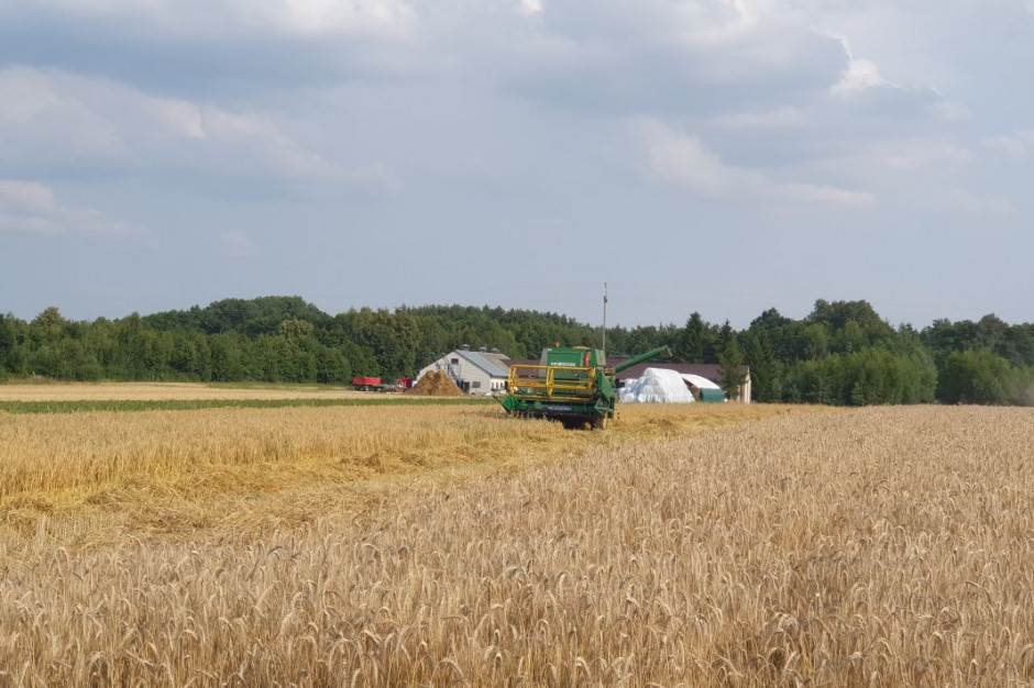 Cena pszenicy na MATIF spadła przez tydzień o 0,5 proc. Fot. farmer.pl