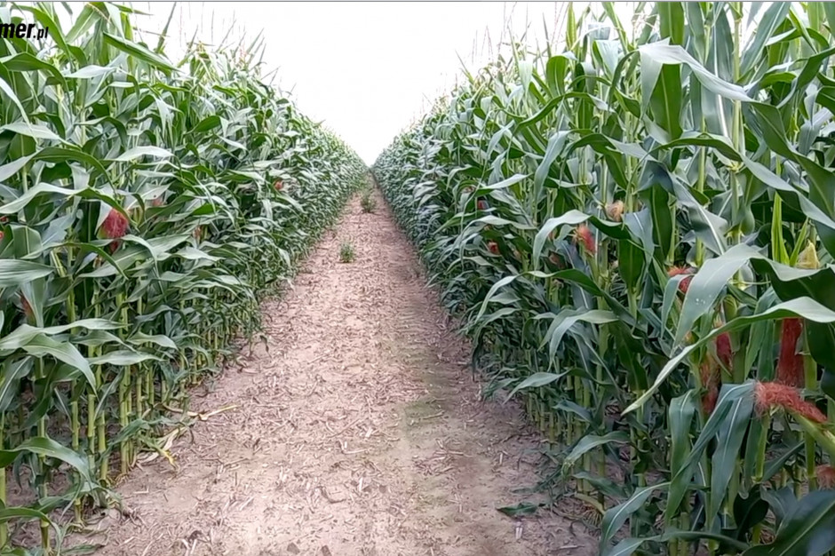 Ścieżki technologiczne w kukurydzy to zdecydowanie rzadkość, fot. farmer.pl
